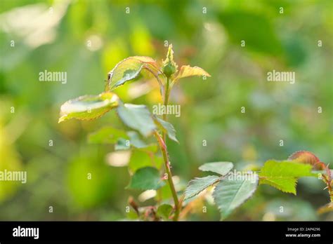 Ants carrying aphids on plant, close-up of insects aphid pests on young branches Stock Photo - Alamy