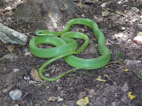 Photograph | Green Racer Snake | Science Source Images