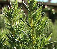 Rosemary Plant Benefits, Uses and Advantages