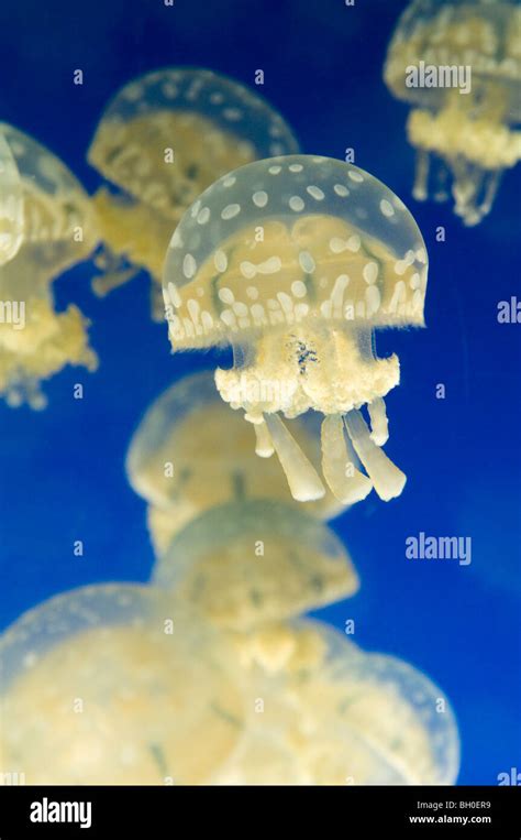 Spotted or lagoon jellyfish in an aquarium Stock Photo - Alamy