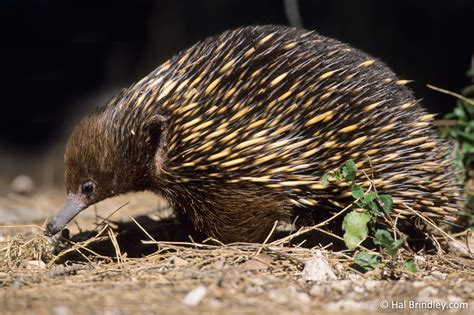 4 Incredible Echidna Facts That Will Leave you Speechless! | Travel For Wildlife