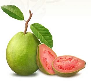 Pink Guava at best price in Chittoor by Galla Food | ID: 19339831662