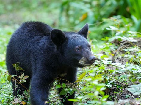 Audubon Zoo Welcomes Orphaned Louisiana Black Bear Cub