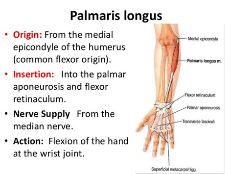 掌長肌(Palmaris Longus muscle, PL) | 職能治療陪你居家復健