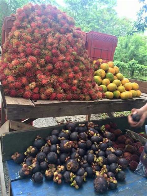 Frutas de mi pais, Honduras | Honduras food, Honduras, Central america