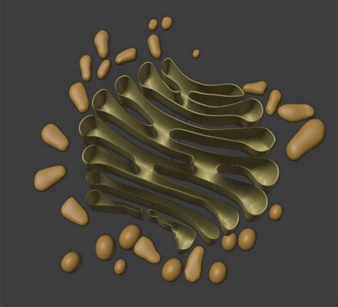 Science Golgi-Apparatus Blender Models for Download | TurboSquid