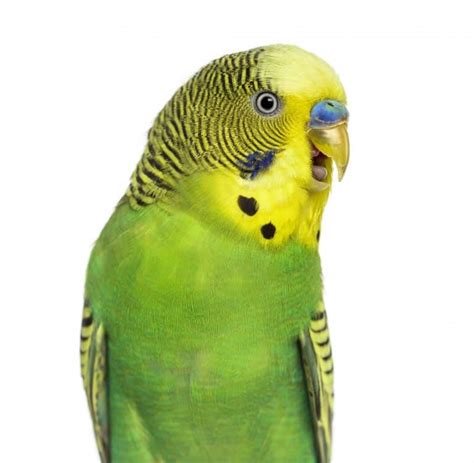 Parakeet Behavior Guide: How to Know What They are Expressing - Embora Pets