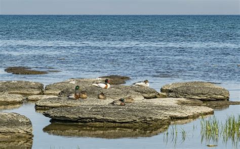 Stones Beach Water Baltic - Free photo on Pixabay - Pixabay