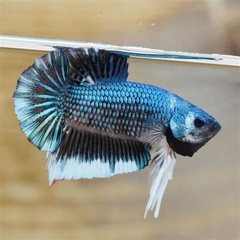 The Cool Live Male Steel Blue Black HMPK Betta Fish | Betta, Betta fish ...