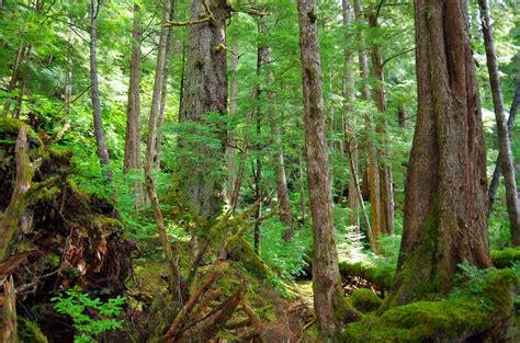 quetzalicow: Sitka Spruce Forest in Southeast Alaska