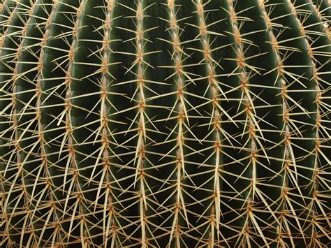 Free Images : cactus, sharp, texture, desert, flower, botany ...