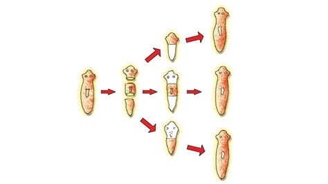 Why are budding, fragmentation and regeneration all considered as asexual types of reproduction ...