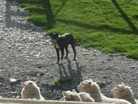 Sheep herding demonstration in New Zealand | Herding, Sheep, Animals