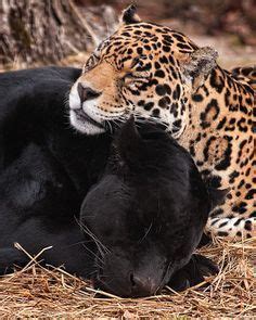 Jaguar vs Panther fight comparison & difference- who will win ...