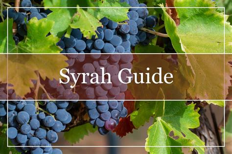 Your Essential Guide to Syrah Wine - Welcome to WinePros!