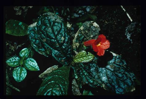 Gesneriaceae – Variety of Life