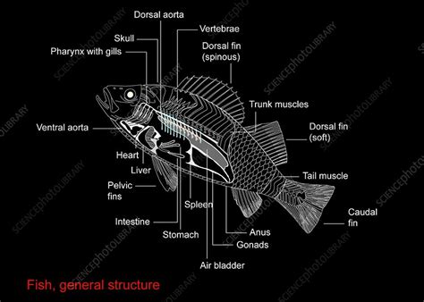 Fish anatomy, artwork - Stock Image - C010/5960 - Science Photo Library