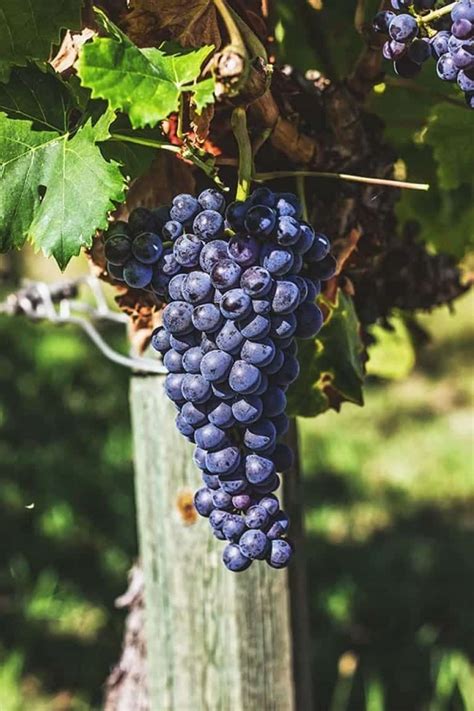 Sangiovese wine guide: grape, history and organoleptic characteristics ...