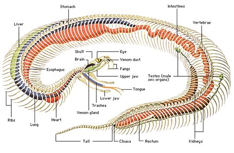 Snake skeletal system | Snake, Skeleton anatomy, Reptiles