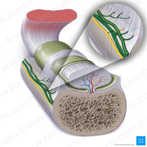 Tendon sheaths in the foot: Anatomy | Kenhub