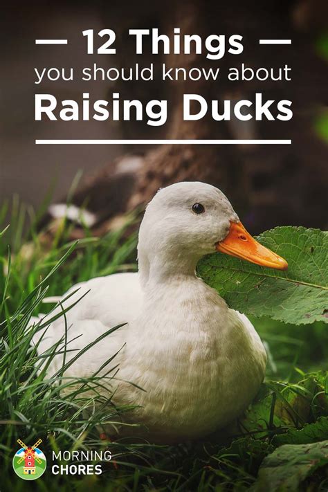 12 Things You Should Know About Raising Ducks