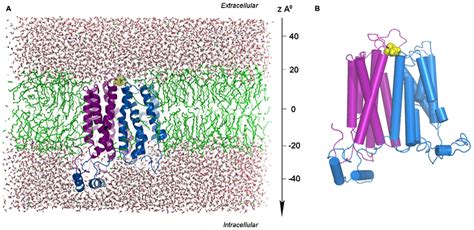 GLUT4-glucose complex embedded in the simulation box. (A) A side view... | Download Scientific ...