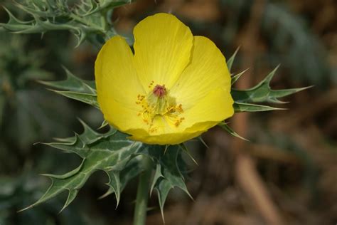 Argemone mexicana (Mexican Pricklepoppy, Mexican Prickly Poppy, Mexican ...