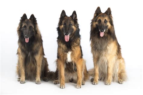 Herding Dog Breeds | The Smart Dog Guide