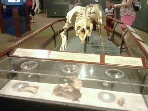 Jun. 2012-Florida Manatee Skeleton - ZooChat