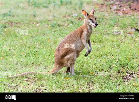 Agile Wallaby in Broome, Kimberley, Western Australia Stock Photo - Alamy