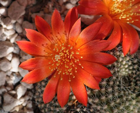 Rebutia (krainziana orange) Cactus flowers - the Blackthorn Orphans