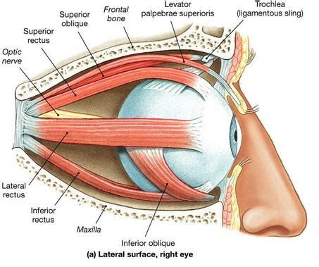 Eye Muscles : Attachment, Nerve Supply & Action - Anatomy Info