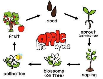 Apple Life Cycle Poster FREE | Apple life cycle, Life cycles, Anchor charts