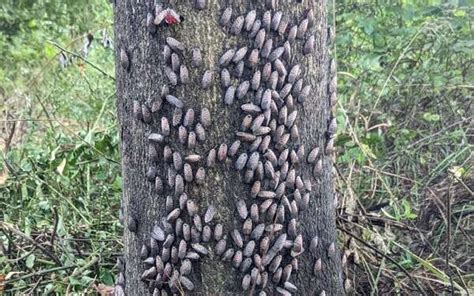 How to Control Spotted Lanternfly Infestations: Using Sticky Tree Tape – FOBA Cages