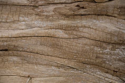 Beach Wood texture | Beach Wood texture Free Creative Common… | Flickr