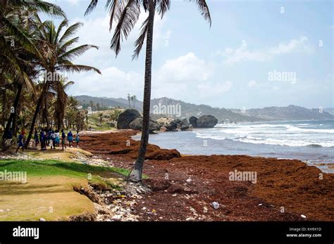 Bathsheba Beach; Bathsheba; ST. Joseph; Barbados Stock Photo - Alamy