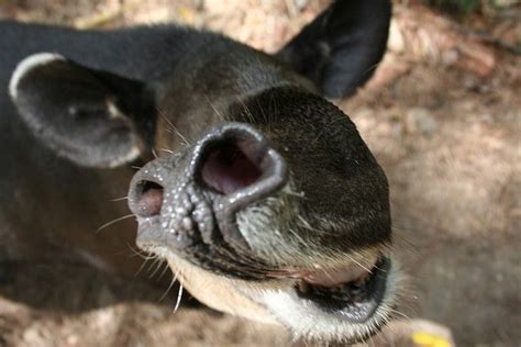 Belize Zoo Tapir | Tapir, Animals beautiful, Animals