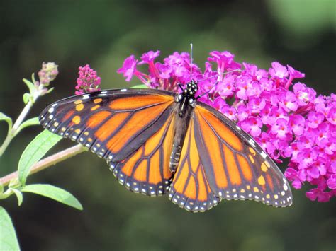 Free stock photo of buddleia, butterfly, butterfly bush