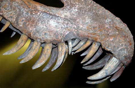 Teeth in Thailand: Understanding Asian Spinosaur Diversity - Rex Machina