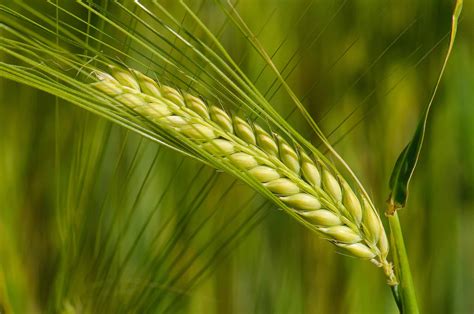 Genome of Barley Sequenced