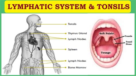 Lymphatic System and Tonsils - Info Hub - YouTube