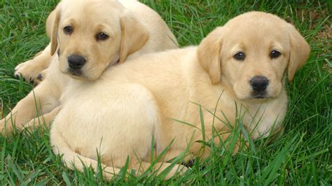 🔥 Free download Pics For Cute Labrador Wallpaper [1920x1080] for your Desktop, Mobile & Tablet ...