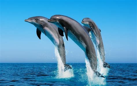 Dolphins Wallpaper (67+ pictures) - WallpaperSet