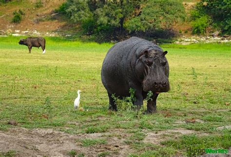 What do hippos eat? | Hippoworlds