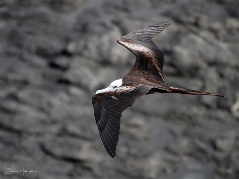 aves de fernando de noronha | Wildlife photography, Bald eagle, Wildlife