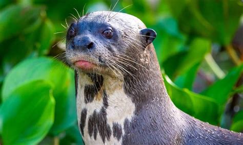 A Giant Otter’s chest markings function as its nametag. They will ‘periscope’ out of the water ...