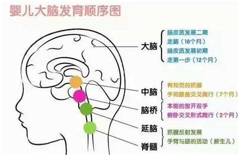 宝宝大脑发育的黄金期 宝宝大脑发育顺序图 _八宝网