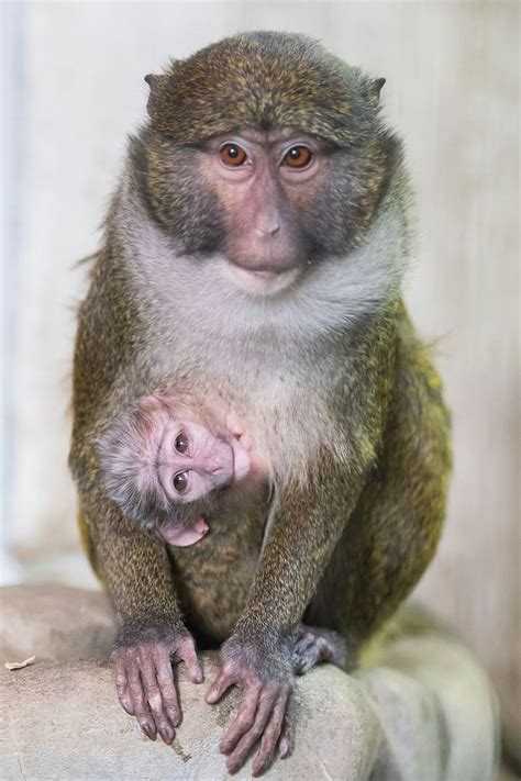 Swamp monkey born at Cleveland Metroparks Zoo - cleveland.com