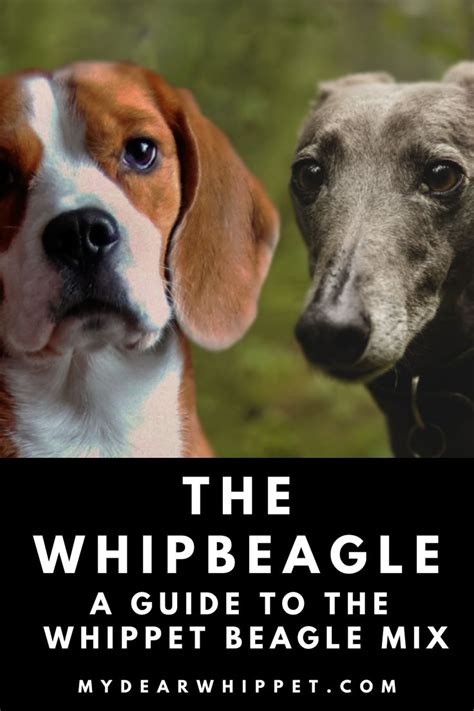 A Guide to the Beagle Whippet Mix | Whippet mix, Beagle mix, Whippet