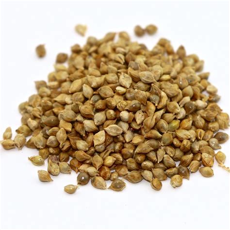 Japanese Millet - 50 lb bag | MBS Seed